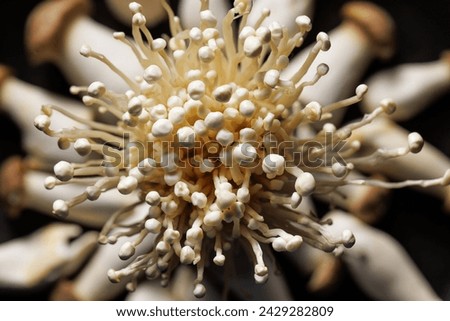 Close up of a bunch of enoki mushrooms with blurred eryngii mushrooms in the background, top view. Delicious and healthy edible mushrooms