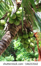 Close Up A Bunch Of Green Coconut At Tree.