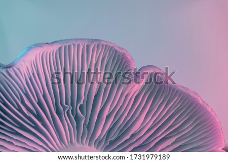 Close up bunch mushrooms color light. Beautiful plant minimal in neon light. Minimalism retro style concept. Background pattern for design. Macro Photography View.