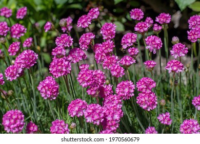Close up bunch of pink blooming Armeria maritima, commonly known as thrift, sea thrift or sea pink, species of flowering plant in the family Plumbaginaceae 