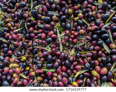 Similar – Hand of young boy full of black olives