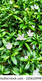 Close Up A Bunch Of White Common Jasmine Flowers