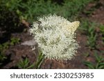 Close up of bunch of white wildflower blossoms, specifically of common beargrass (Xerophyllum tenax), with forest foliage out of focus in the background. 