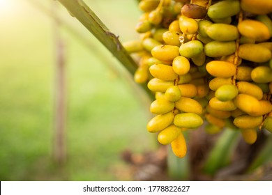 Close up Bunch of  yellow date palm.