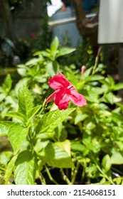 85 Bauhinia Coccinea Images, Stock Photos & Vectors | Shutterstock