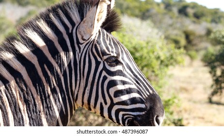 Close Up Of The Burchell's Zebra. It Is Named After The British Explorer And Naturalist William John Burchell.