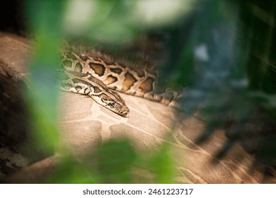 Close up of burmese python (python molurus bivittatus).