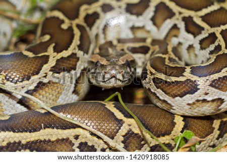 Close up of burmese python (python molurus bivittatus) 