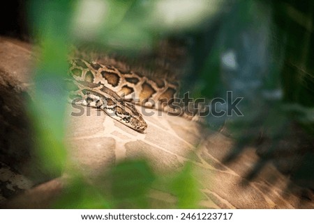 Close up of burmese python (python molurus bivittatus).