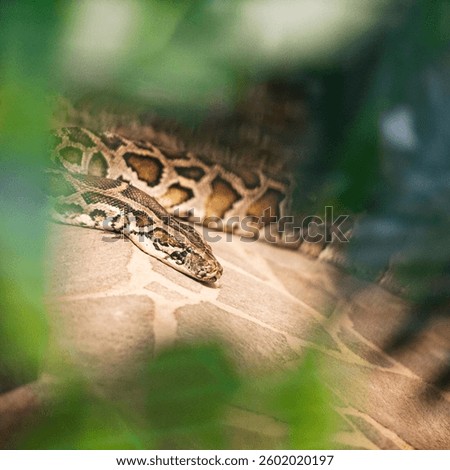 Close up of burmese python (python molurus bivittatus).