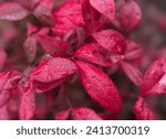 close up of burning bush plant leaves