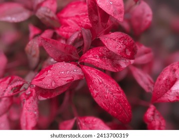 close up of burning bush plant leaves - Powered by Shutterstock