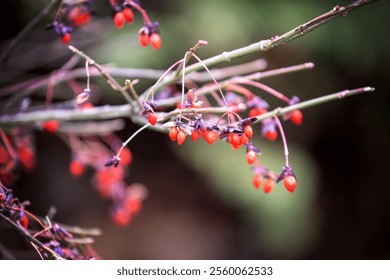 Close up burning bush red berry berries shrub. Winter leafless no leaves bare branches. December. Food wild birds animals. Isolated selective focus blurred background. Outdoors season seasonal. - Powered by Shutterstock