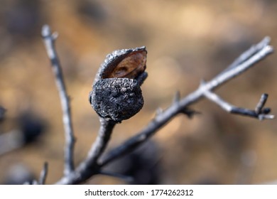 Close Up Of Burnt Tree In The Forrest After A Bush Fire, New Life, New Growth