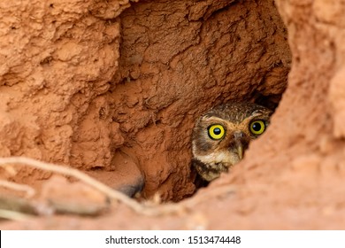 Close up  of a Burrowing Owl hiding in its clay nest on the ground, half face to camera, San Jose do Rio Claro, Mato Grosso, Brazil