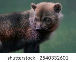 A close up of a Bush Dog