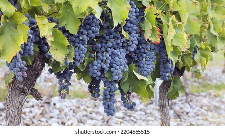A close up of a bush of ripe red grapevine on tree with branches and leaves of French viticulture vineyard during harvest season in summer - Shutterstock ID 2204665515