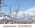 A close up of a bush with the Sierra Nevada Mountains in the winter background