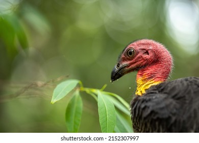 222 Australian bush turkey Images, Stock Photos & Vectors | Shutterstock