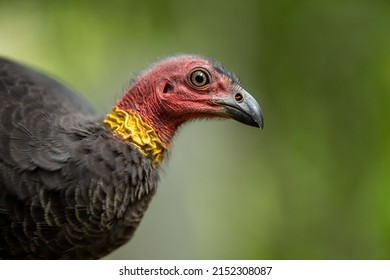 222 Australian bush turkey Images, Stock Photos & Vectors | Shutterstock