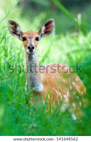 Similar – Foto Bild Reh in einem Feld stehend