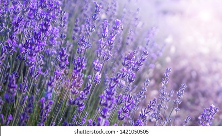 Close Up Bushes Of Lavender Purple Aromatic Flowers At Lavender Field