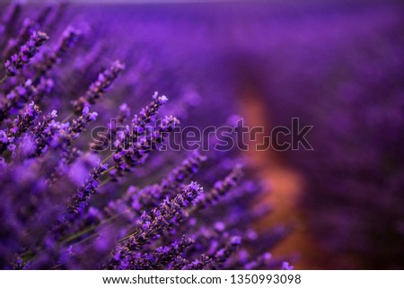 Similar – Image, Stock Photo Blue-purple wild growth sprawls and glows from the twilight.