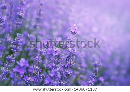 Similar – Image, Stock Photo close up of bushes lavender blooming scented fields on sunset. lavender purple aromatic flowers at lavender fields of the French Provence near Paris.