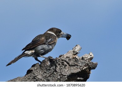 Close Up Butcher Bird Eating Cicada