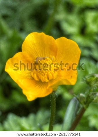 A close up of a Buttercup