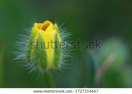 Close up of a buttercup  before hatching