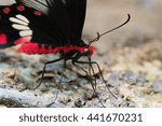 close up butterfly