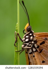 close up of butterfly