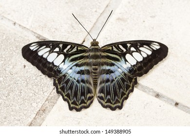 Close up Butterfly