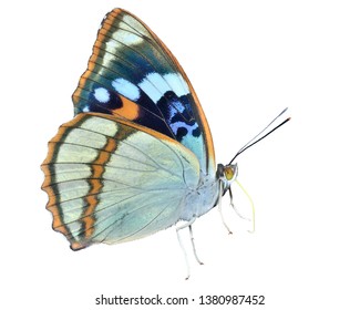 A Close Up Of The Butterfly (Apatura Schrencki), Profile. Isolated On White.