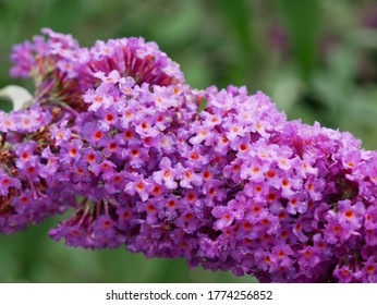 A Close Up Of Butterfly Bush