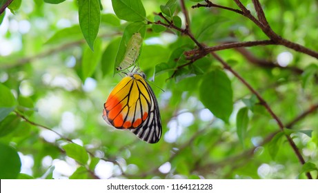 butterfly cocoons