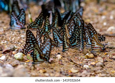 Close up butterfly in forest. colorful of butterfly on ground in garden.Masses of butterfly on blurred background.Season of butterfly in national park of Thailand. - Powered by Shutterstock