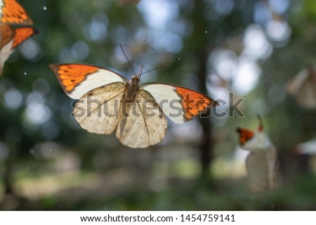 Close up butterfly in forest. colorful of butterfly on ground in garden.Masses of butterfly on blurred background.Season of butterfly in national park of Thailand.