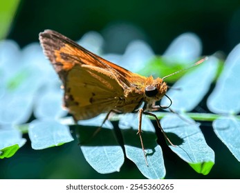 Close up of butterfly (Hylephila phyleus),Fiery skipper butterfly (Hylephila phyleus) - Powered by Shutterstock