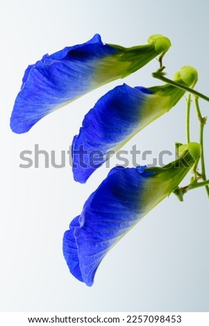 Similar – Image, Stock Photo Clematis | tendril to the sky.