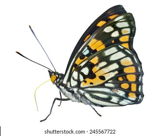 A close up of the butterfly (Sephisa dichroa princeps). Isolated on white.