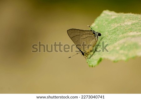 Close up of a butterfly sitting on the green leaf. The butterfly is taking nutrients from the ashes lying on the green leaves. The Common Flash (Rapala nissa) butterfly Stock photo © 