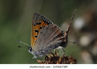 Close Up Butterfly Small Copper