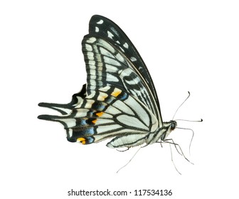 A close up of the butterfly swallowtail (Papilio xuthus), profile. Isolated on white.