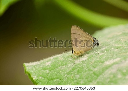 Close up of a butterfly is taking nutrients from the ashes lying on the green leaves.  The Common Flash, Bidaspa nissa (or Rapala nissa) butterfly Stock photo © 
