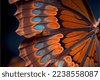 symmetry butterfly