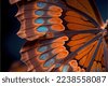 butterfly pattern