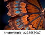  a close up of a butterfly wing with blue and orange colors on it