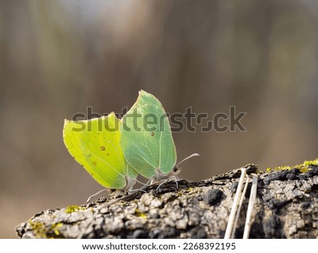 Close up of butterlies copulating in spring nature - Common brimstone (Gonepteryx rhamni), yellow butterfly